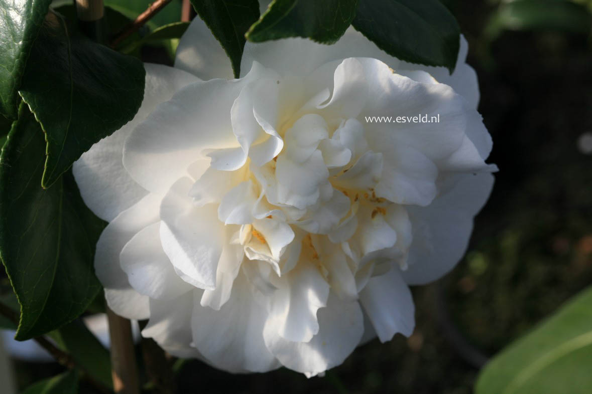 Camellia 'Cream Puff'
