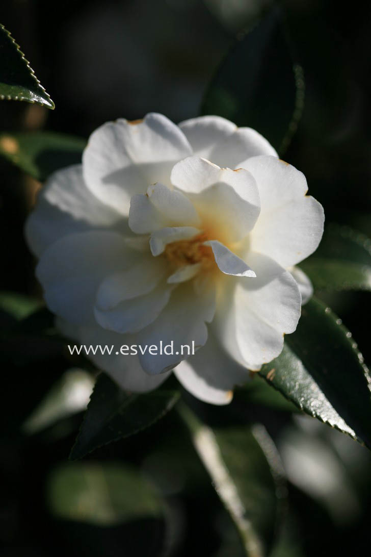 Camellia 'Elaine Lee'