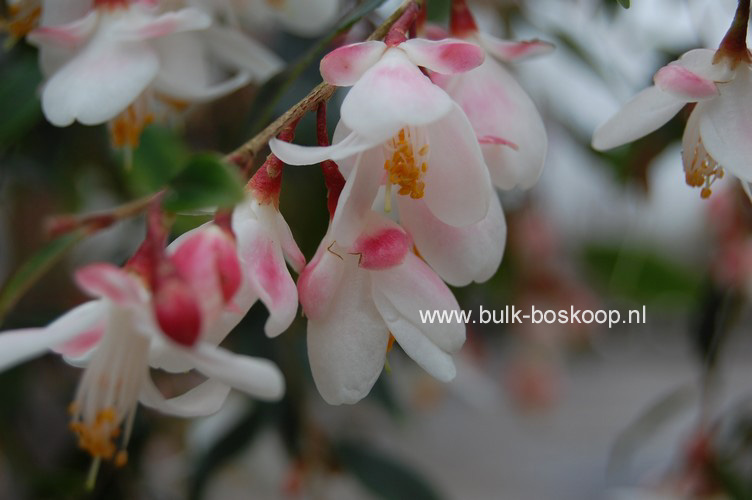 Camellia 'Elina Cascade'