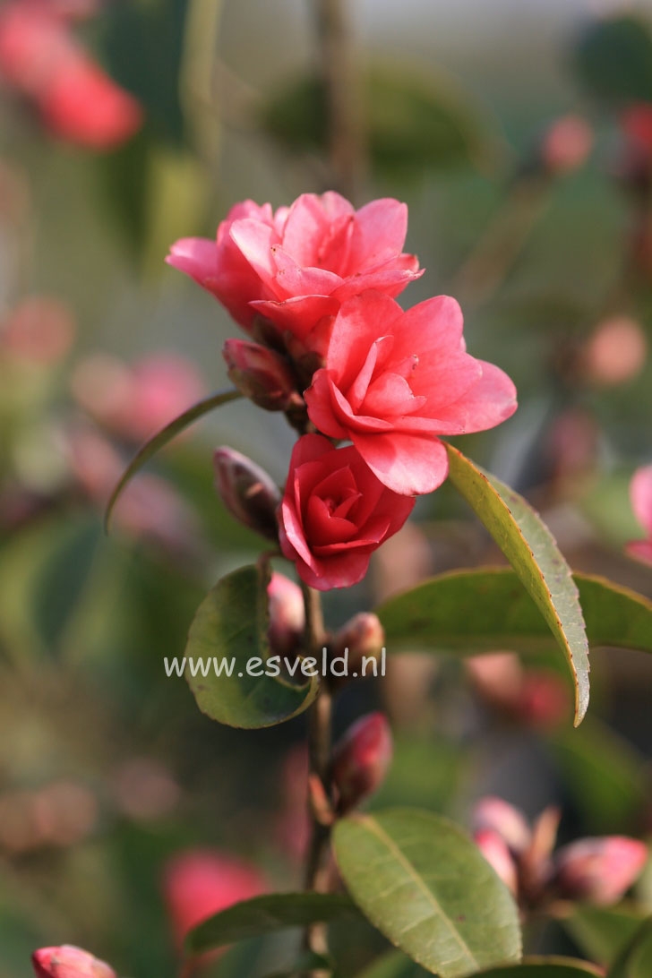 Camellia 'Fairy Wand'