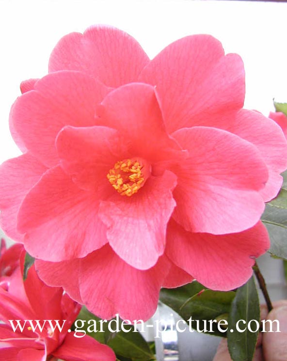 Camellia 'Freedom Bell'