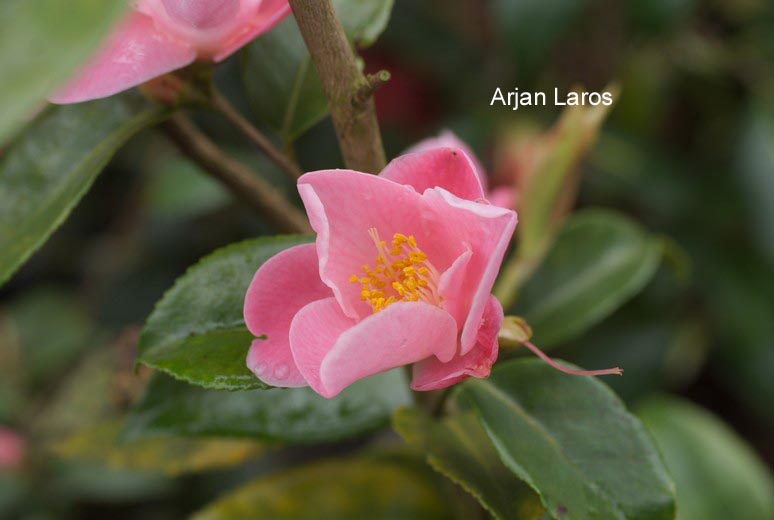 Camellia 'Minato-no-akebono'