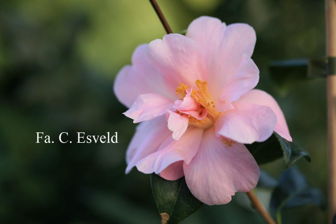 Camellia 'Pink Icicle'