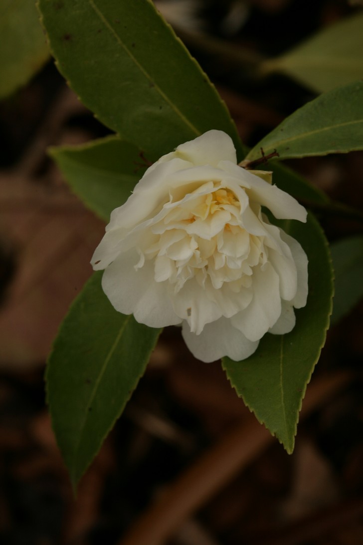 Camellia 'Polar Ice'