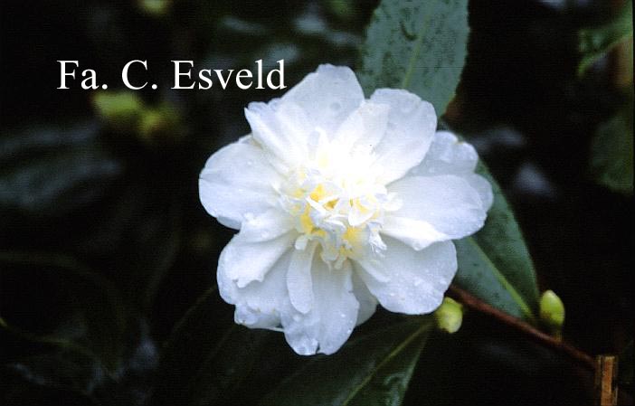 Camellia 'Snow Flurry'