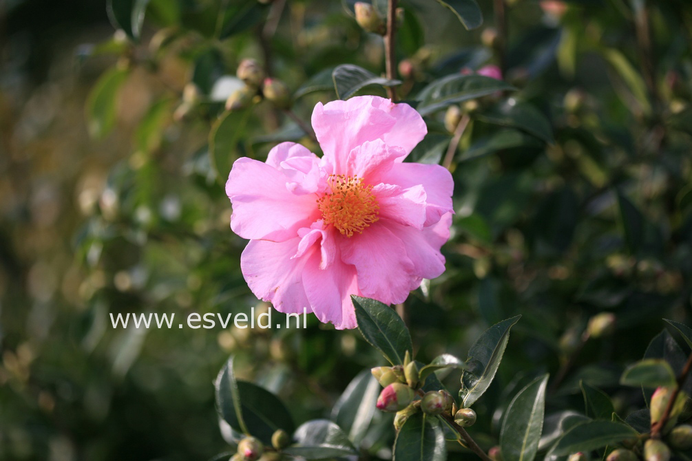 Camellia 'Snow Girl'