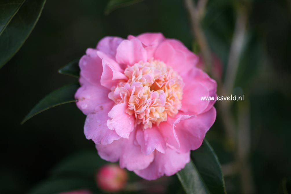Camellia 'Sugar Dream'