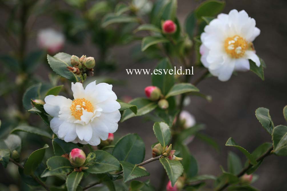 Camellia 'Winter's Cupid'