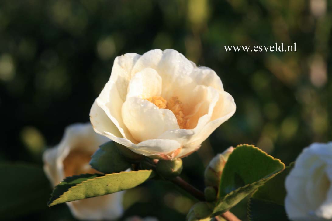 Camellia 'Winter's Hope'