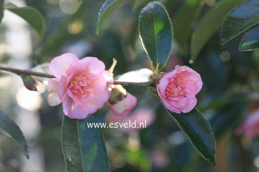 Camellia 'Winter's Interlude'