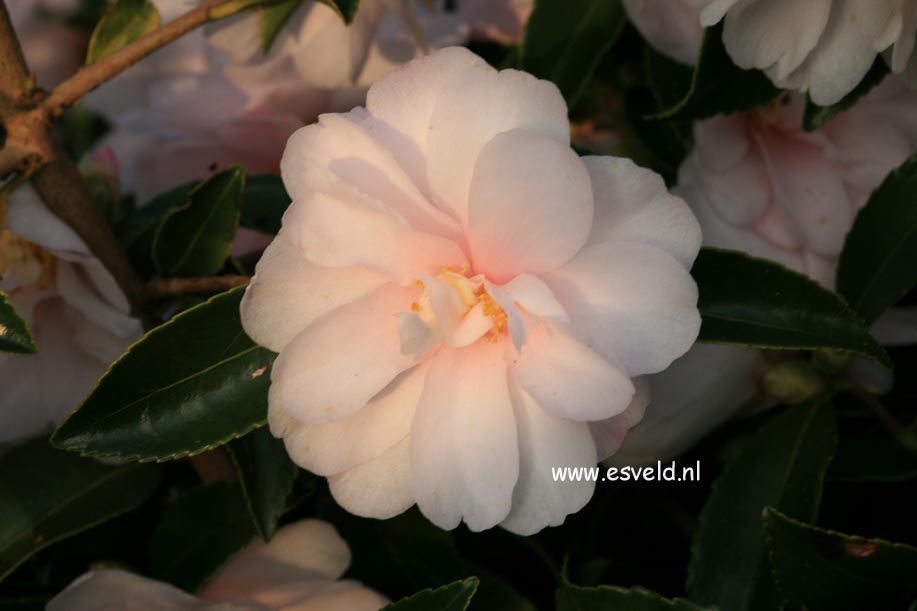 Camellia 'Winter's Rose'