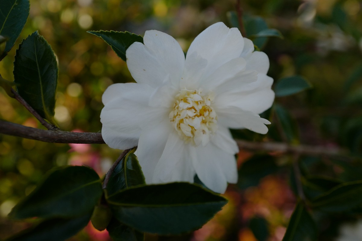 Camellia 'Winter's Snowman'