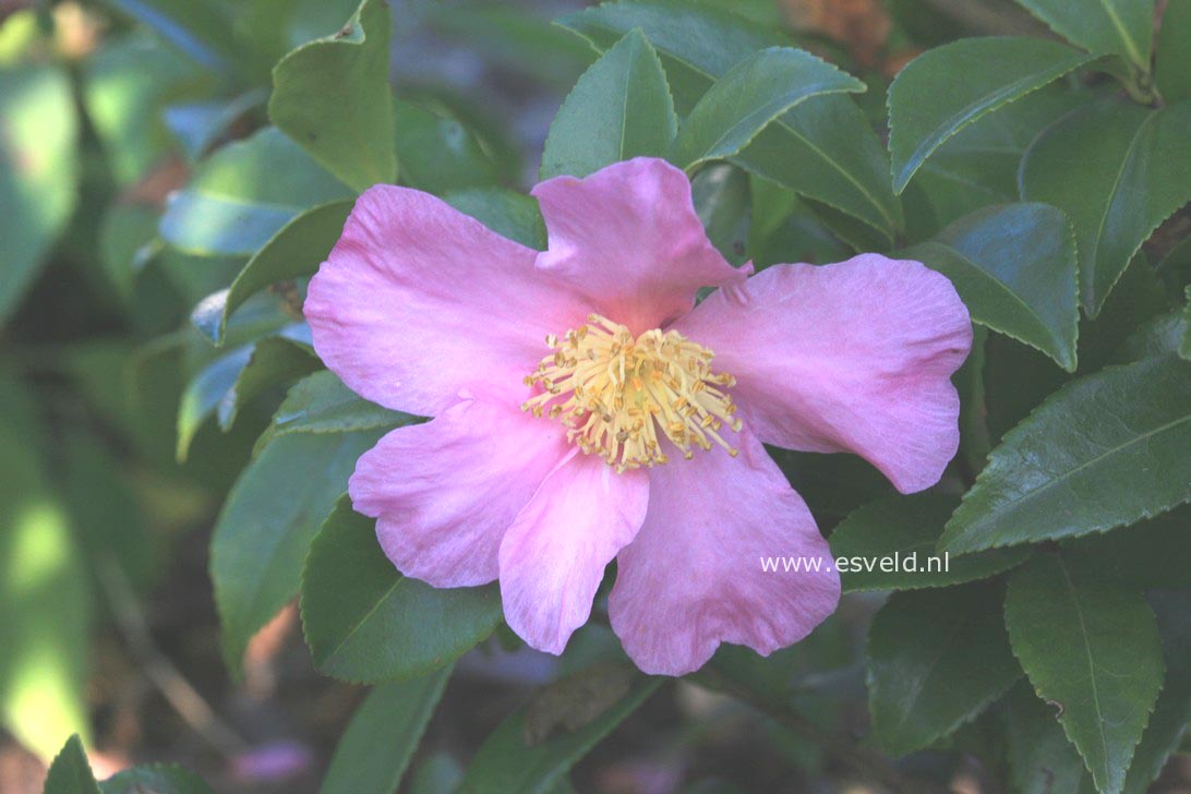 Camellia 'Winter's Star'