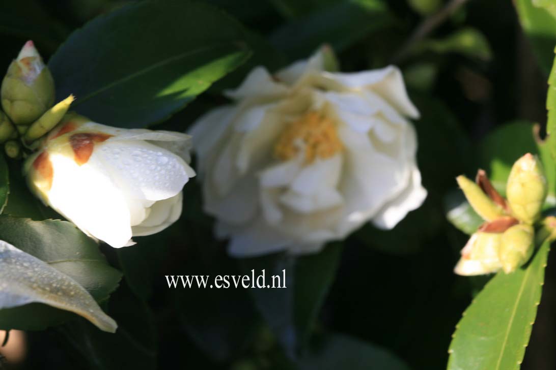 Camellia 'Winter's Waterlily'