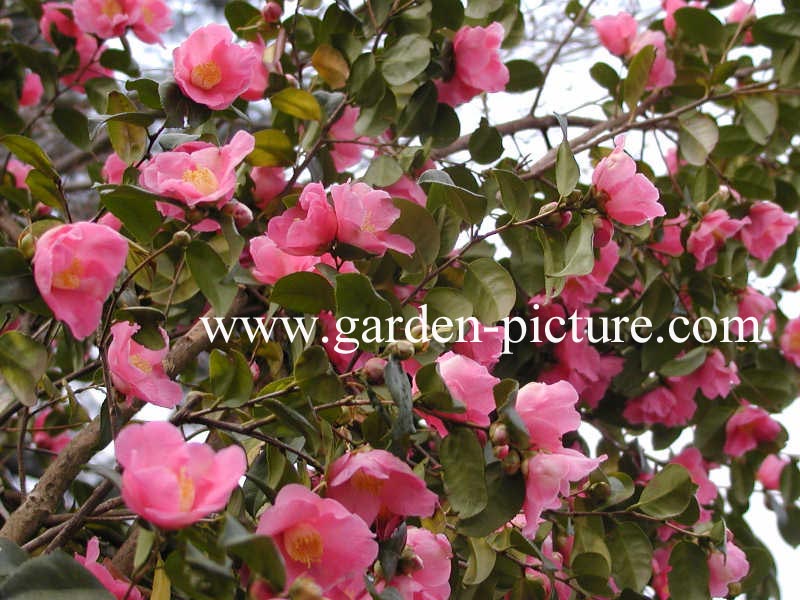 Camellia fragrans 'Koto-no-Kaori'