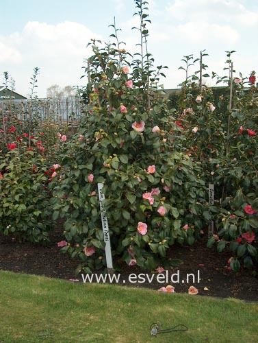 Camellia japonica 'Adelina Patti'