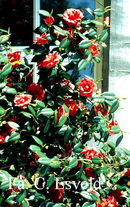 Camellia japonica 'Adolphe Audusson'