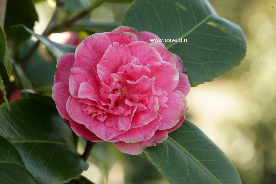Camellia japonica 'Albertii'