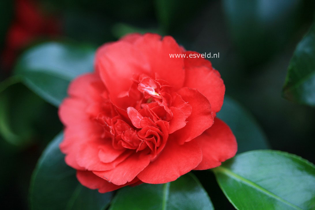 Camellia japonica 'Althaeiflora'
