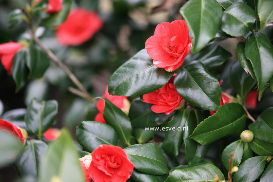 Camellia japonica 'Ascona'