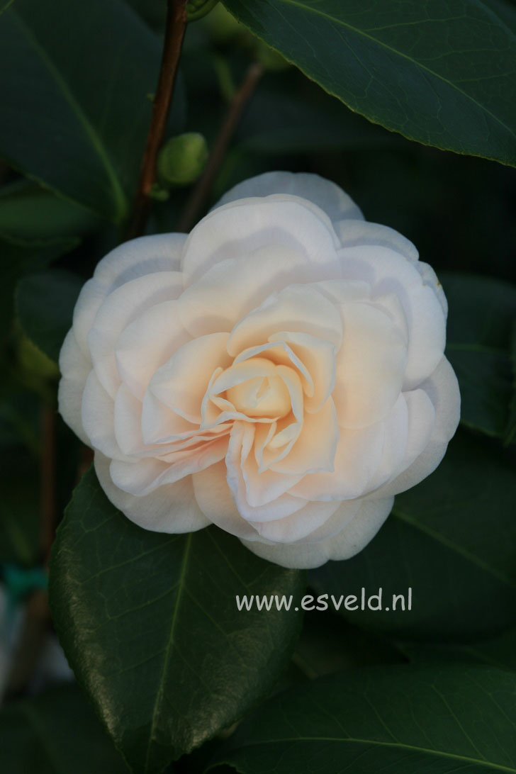Camellia japonica 'Ave Maria'