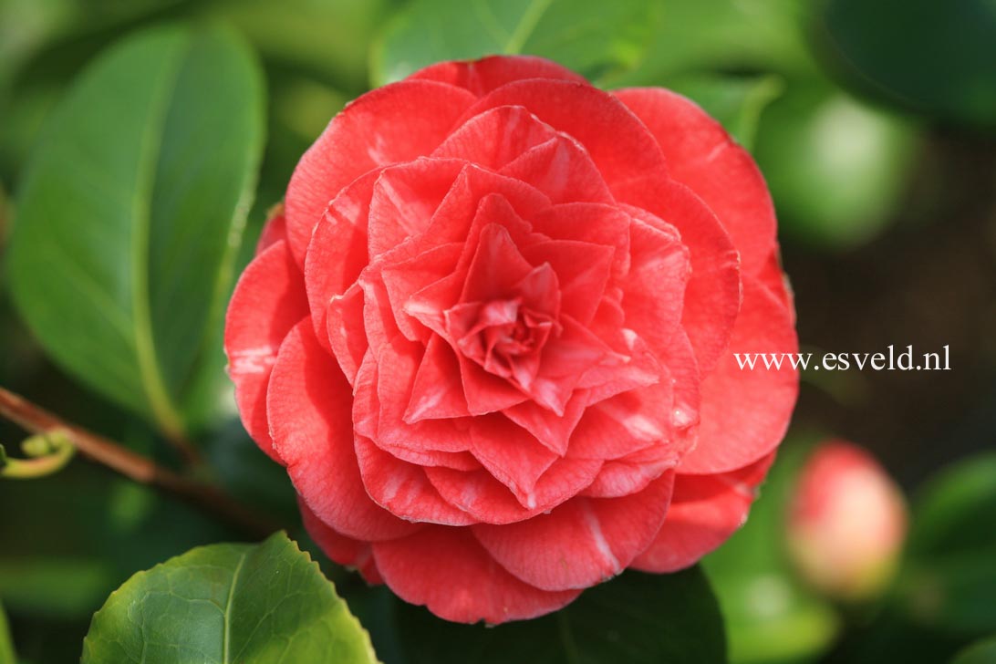Camellia japonica 'Bacchioli'