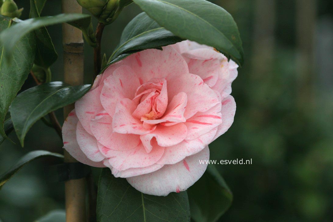Camellia japonica 'Bella Romana'