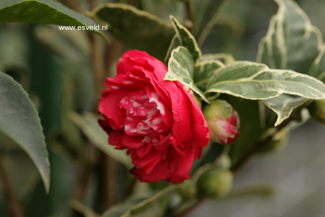 Camellia japonica 'Benten-kagura'