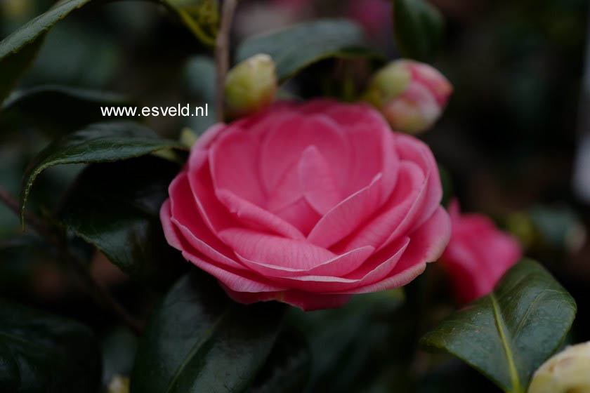 Camellia japonica 'Betty Sette'