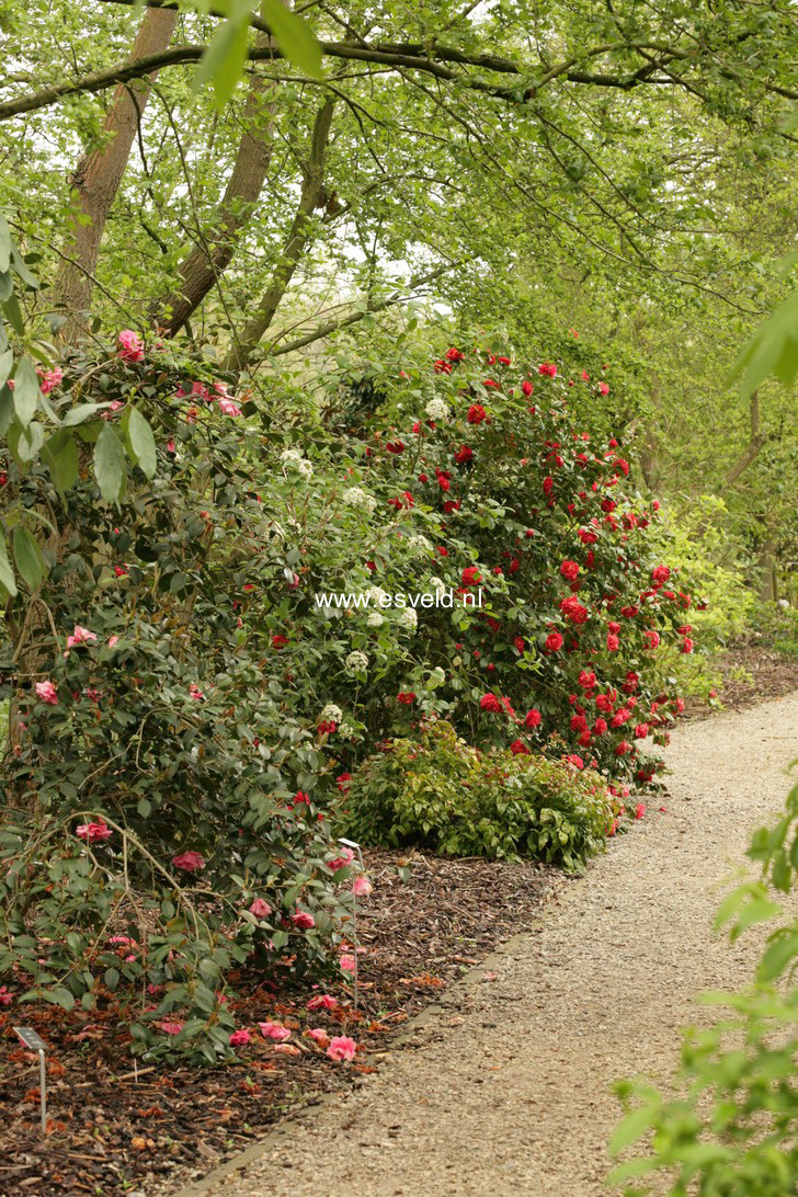 Camellia japonica 'Blood of China'
