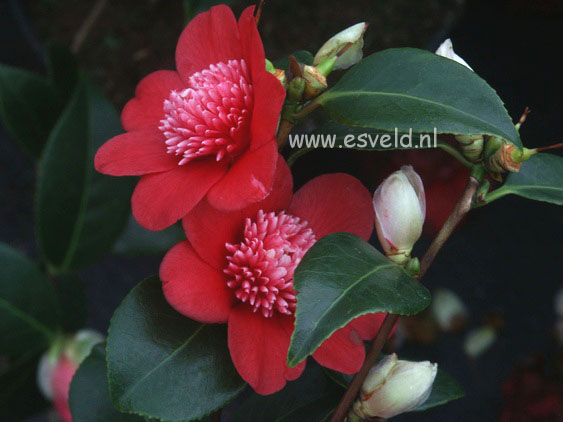 Camellia japonica 'Bob's Tinsie'