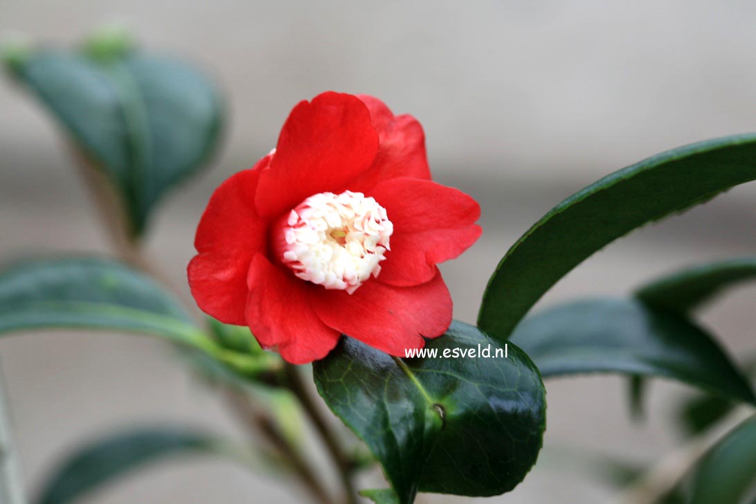 Camellia japonica 'Bokuhan'