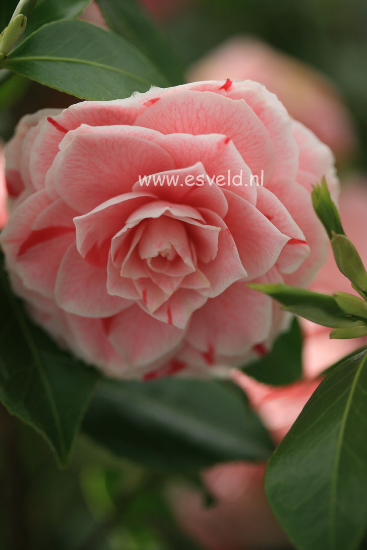 Camellia japonica 'Bonomiana Nova'