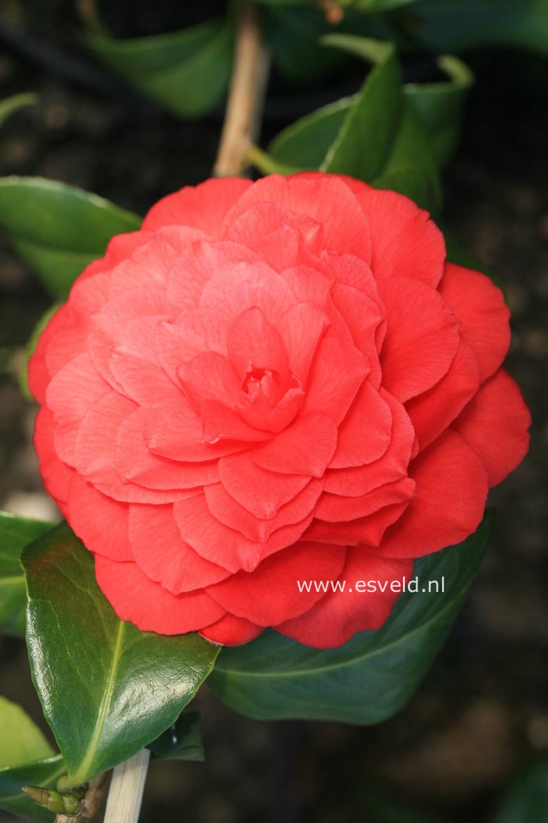 Camellia japonica 'C.M. Hovey'