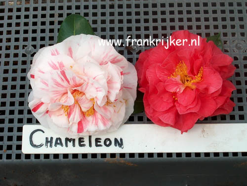 Camellia japonica 'Chameleon'