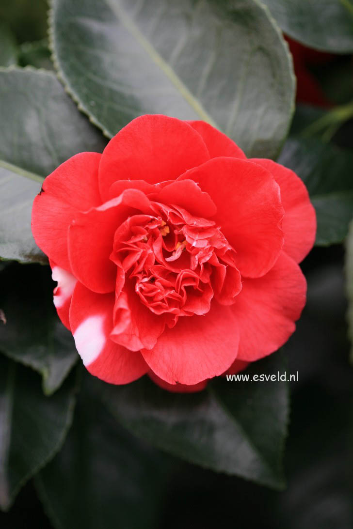 Camellia japonica 'Collettii'