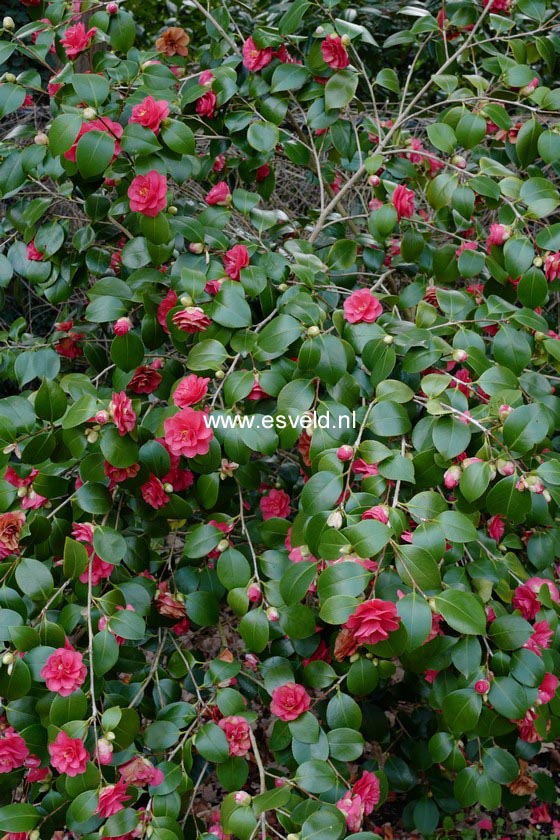 Camellia japonica 'Covina'