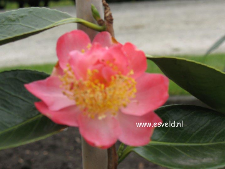 Camellia japonica 'Demi-Tasse'