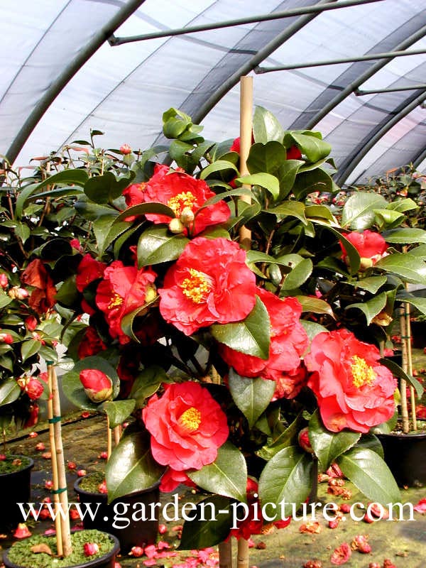 Camellia japonica 'Dr. Burnside'