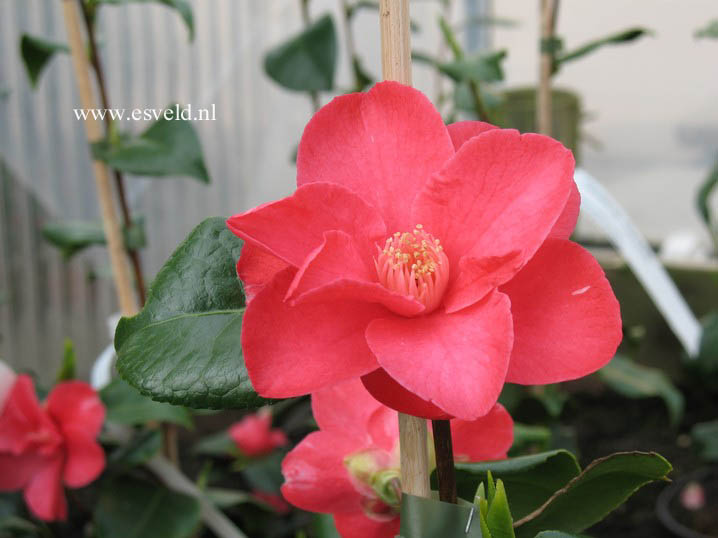 Camellia japonica 'Fred Sander'