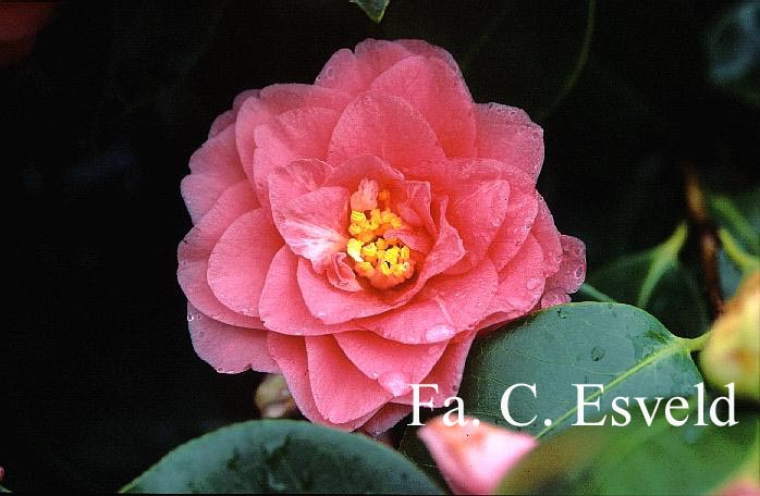 Camellia japonica 'General George Patton'