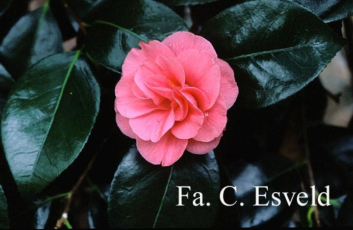 Camellia japonica 'Gloire de Nantes'