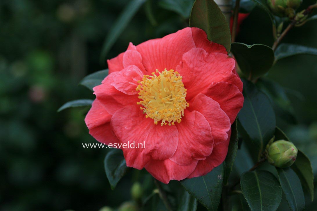 Camellia japonica 'Guilio Nuccio'