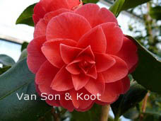 Camellia japonica 'Hippolyte Thoby'