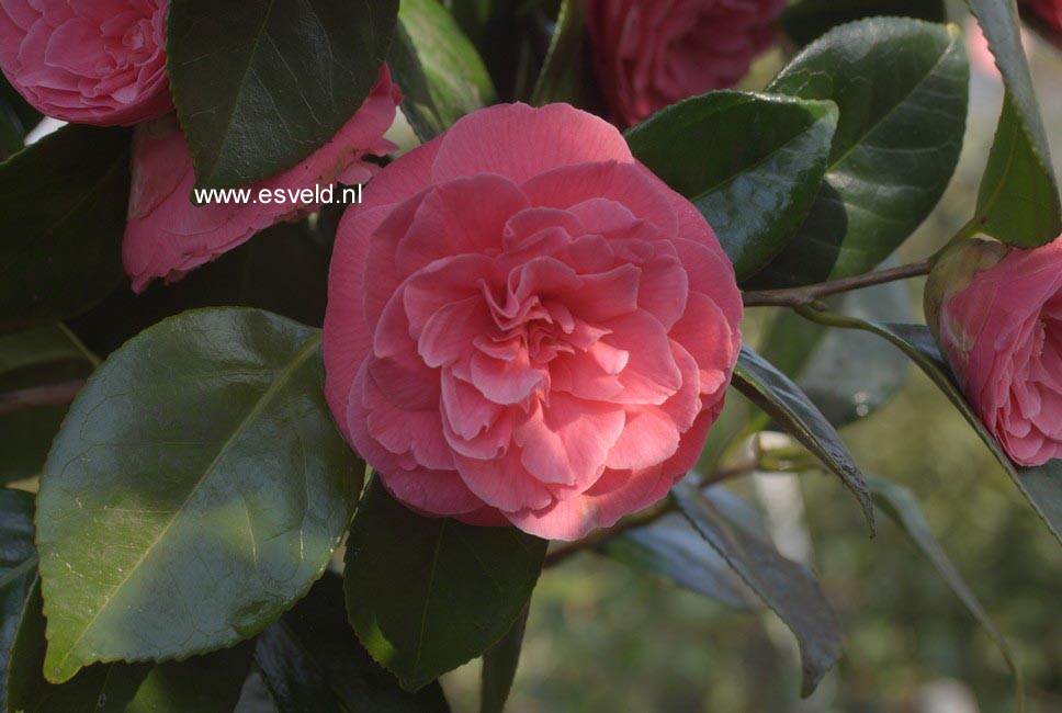 Camellia japonica 'Jerry Hill'