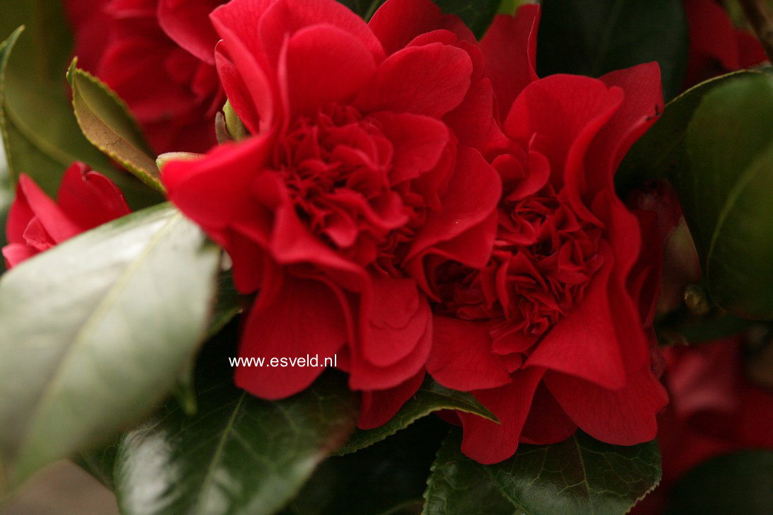 Camellia japonica 'John Tooby'