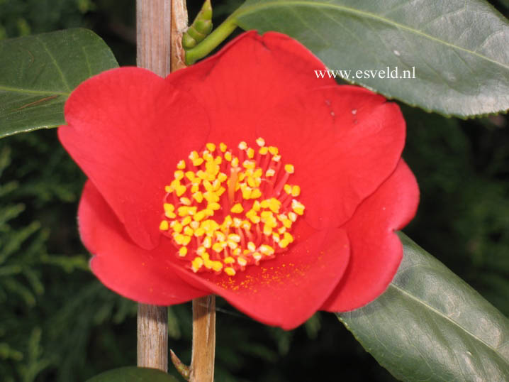 Camellia japonica 'Kimberley'