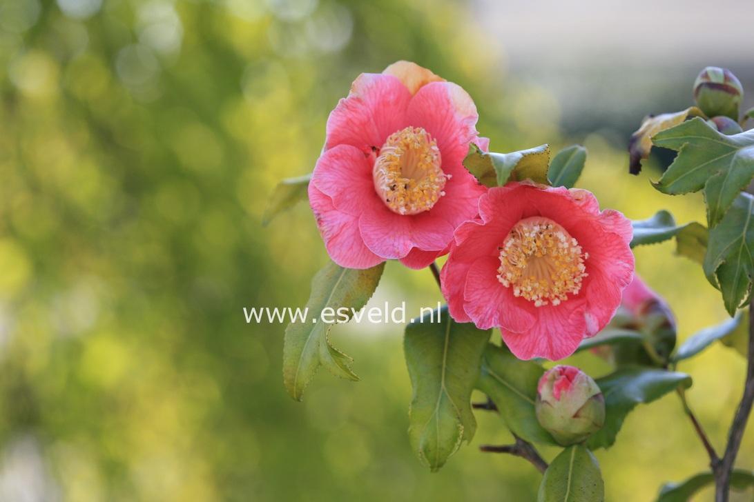 Camellia japonica 'Kingyo-tsubaki'