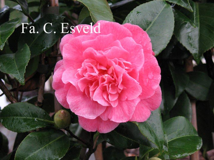 Camellia japonica 'Marie Bracey'