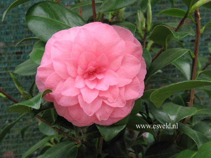Camellia japonica 'Mathotiana Rosea'